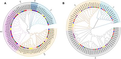 Genome-wide identification of TPS and TPP genes in cultivated peanut (Arachis hypogaea) and functional characterization of AhTPS9 in response to cold stress